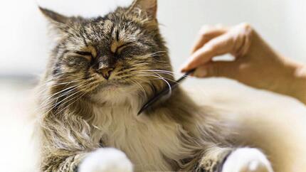 Hair Loss in Cats 4 Reasons Your Cat Has Bald Spots Purina